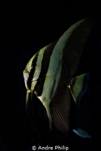 In the darkness - A young batfish by Andre Philip 
